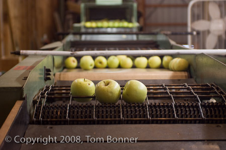 Apples waiting to be made into apple cider