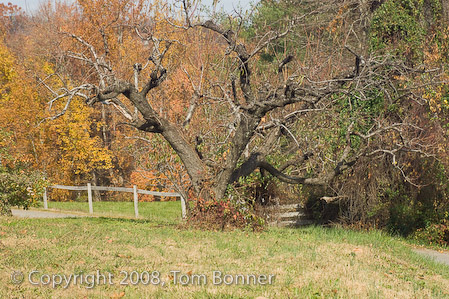 Dramticly twisted tree -- Apple hill Orchard, Morganton, NC
