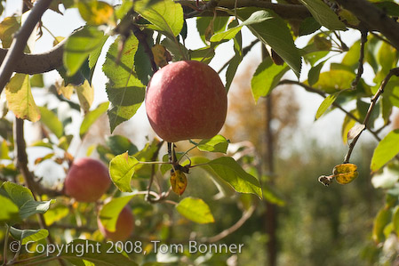 pink Lady Apples, Apple Hill Orchard 