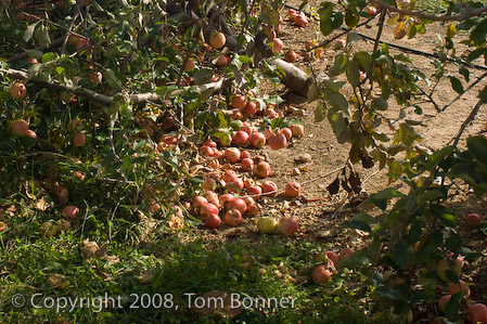 Windfall of Pink Lady apples, Apple Hill Orchard