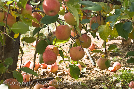 Low hanging apples, only knee-high. Apple Hill Orchard, NC