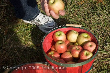 Basket of freshly picked apples.