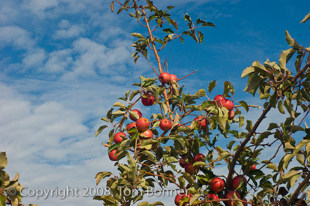 Dramatic blue sky serves as a backdrop for apples on branches. 