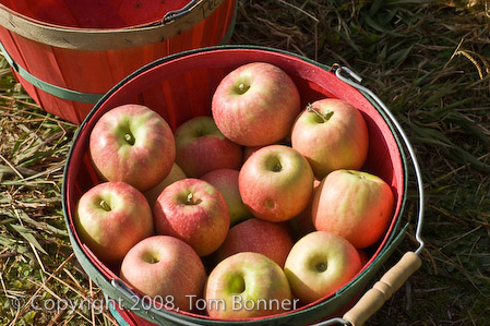 Apples arranged in a basket