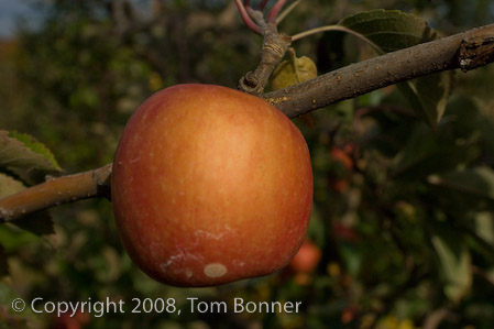 Macro closeup of an apple on the tree.