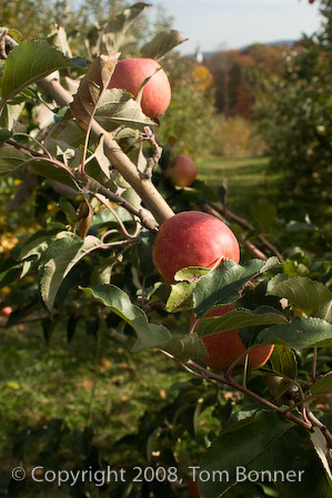 Several pink lady apples waiting to be picked -- Apple Hill Orchard, NC