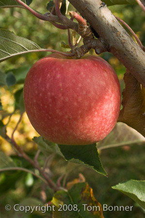 Wide angle macro closeup of an apple, using a Minolta 28-85mm lens.