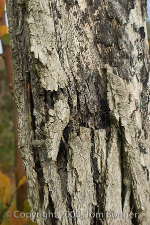 Dead tree closeup, Morganton, NC