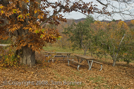 Unoccupied picnic tables, surrounded by leaves.