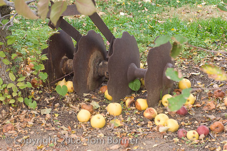 Rusty farm equipment surrounded by fallen apples. 
