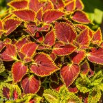 Coleus Plant | Sony A6000 with Rokkor 58mm